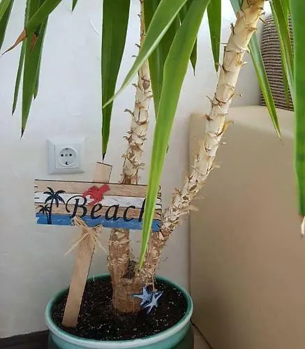 Europe * ポモリエ